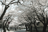 sakura-tonneru060401.gif