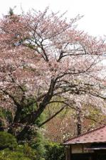 sakura0401.JPG